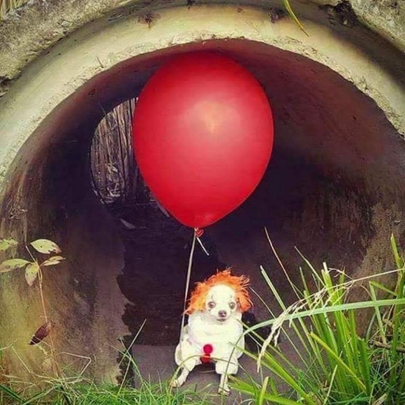 Meet your Posher, Chad - Picture 1 of 1